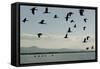 Geese Fly Over Ostriches On Amboseli Lake-Charles Bowman-Framed Stretched Canvas