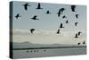 Geese Fly Over Ostriches On Amboseli Lake-Charles Bowman-Stretched Canvas