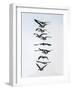 Geese flying in formation-Michael Scheufler-Framed Photographic Print