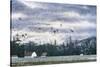 Geese Flying over Farmland-Jeff Tift-Stretched Canvas