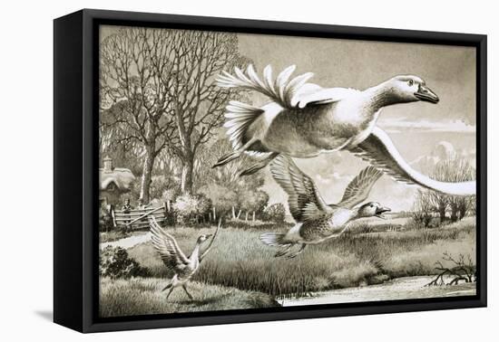 Geese Flying-Ronald Lampitt-Framed Stretched Canvas