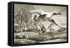 Geese Flying-Ronald Lampitt-Framed Stretched Canvas