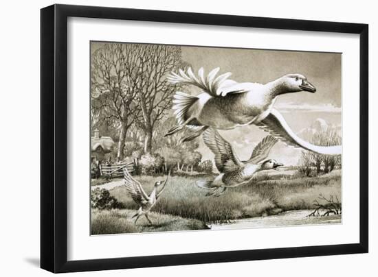 Geese Flying-Ronald Lampitt-Framed Giclee Print