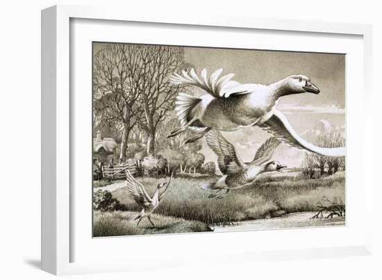 Geese Flying-Ronald Lampitt-Framed Giclee Print