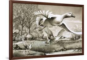 Geese Flying-Ronald Lampitt-Framed Giclee Print