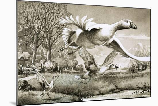 Geese Flying-Ronald Lampitt-Mounted Giclee Print