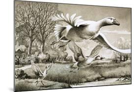 Geese Flying-Ronald Lampitt-Mounted Giclee Print