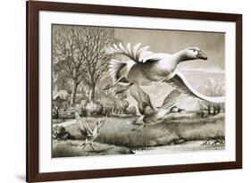 Geese Flying-Ronald Lampitt-Framed Giclee Print