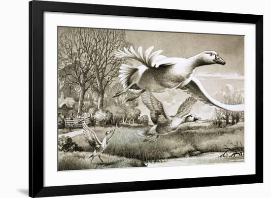 Geese Flying-Ronald Lampitt-Framed Giclee Print