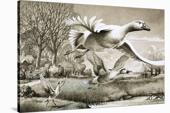Geese Flying-Ronald Lampitt-Stretched Canvas