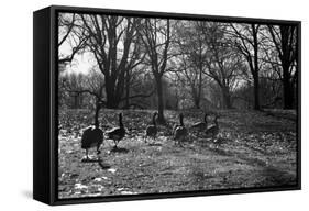 Geese in a Row-null-Framed Stretched Canvas