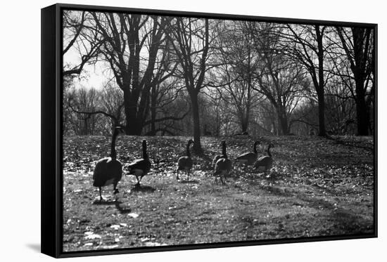 Geese in a Row-null-Framed Stretched Canvas