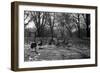 Geese in a Row-null-Framed Photo