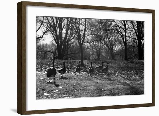 Geese in a Row-null-Framed Photo