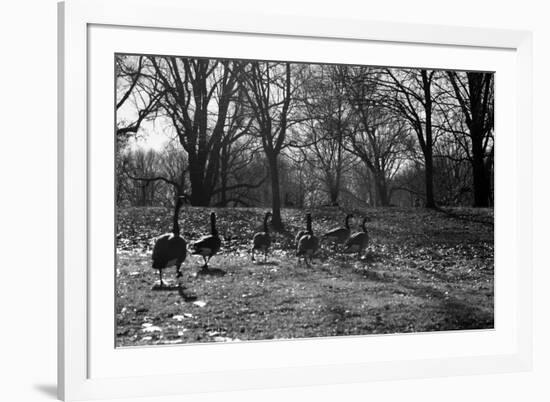 Geese in a Row-null-Framed Photo