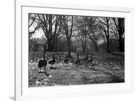 Geese in a Row-null-Framed Photo