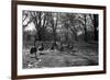 Geese in a Row-null-Framed Photo