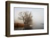 Geese in Fog. Flock of Birds Swims near Shore of River under Trees. Beautiful Spring Landscape in M-arvitalyaa-Framed Photographic Print