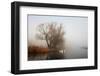 Geese in Fog. Flock of Birds Swims near Shore of River under Trees. Beautiful Spring Landscape in M-arvitalyaa-Framed Photographic Print