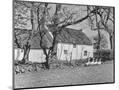 Wood Mount