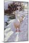 Geese in Snow-Paul Gribble-Mounted Giclee Print