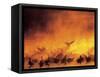 Geese in Sunrise Mist-Arthur Morris-Framed Stretched Canvas