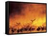 Geese in Sunrise Mist-Arthur Morris-Framed Stretched Canvas