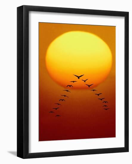 Geese Migrating-Chase Swift-Framed Photographic Print