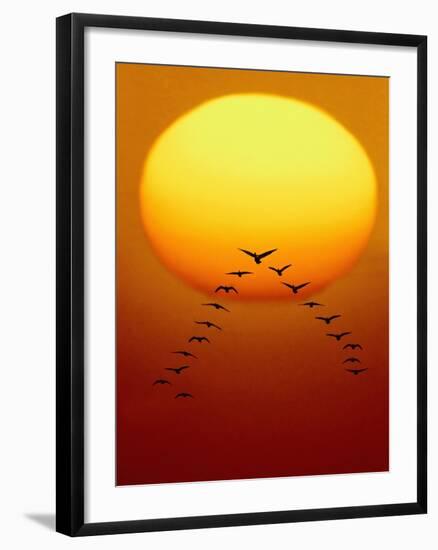 Geese Migrating-Chase Swift-Framed Photographic Print