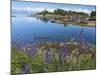 Geese on Lake-Don Paulson-Mounted Giclee Print