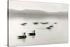 Geese on Melton Lake-Nicholas Bell-Stretched Canvas