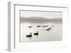 Geese on Melton Lake-Nicholas Bell-Framed Photographic Print