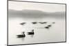 Geese on Melton Lake-Nicholas Bell-Mounted Photographic Print