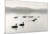 Geese on Melton Lake-Nicholas Bell-Mounted Photographic Print