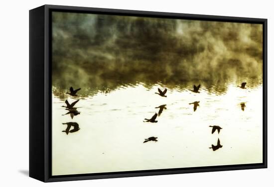 Geese on the Lake I-Alan Hausenflock-Framed Stretched Canvas