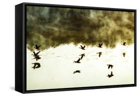 Geese on the Lake I-Alan Hausenflock-Framed Stretched Canvas