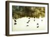 Geese on the Lake I-Alan Hausenflock-Framed Photographic Print