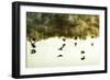 Geese on the Lake I-Alan Hausenflock-Framed Photographic Print