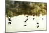 Geese on the Lake I-Alan Hausenflock-Mounted Photographic Print