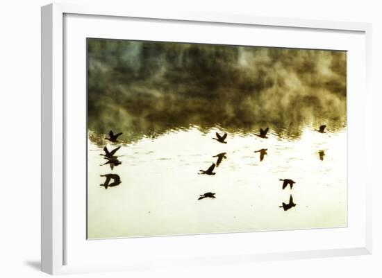 Geese on the Lake I-Alan Hausenflock-Framed Photographic Print