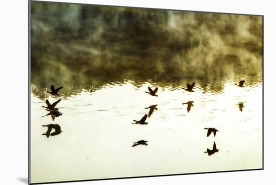 Geese on the Lake I-Alan Hausenflock-Mounted Photographic Print