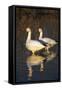 Geese Standing in Pool, Bosque Del Apache National Wildlife Refuge, New Mexico, USA-Hugh Rose-Framed Stretched Canvas