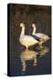 Geese Standing in Pool, Bosque Del Apache National Wildlife Refuge, New Mexico, USA-Hugh Rose-Stretched Canvas