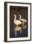 Geese Standing in Pool, Bosque Del Apache National Wildlife Refuge, New Mexico, USA-Hugh Rose-Framed Premium Photographic Print