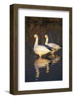 Geese Standing in Pool, Bosque Del Apache National Wildlife Refuge, New Mexico, USA-Hugh Rose-Framed Photographic Print