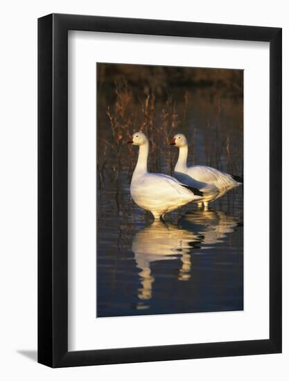 Geese Standing in Pool, Bosque Del Apache National Wildlife Refuge, New Mexico, USA-Hugh Rose-Framed Photographic Print