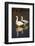 Geese Standing in Pool, Bosque Del Apache National Wildlife Refuge, New Mexico, USA-Hugh Rose-Framed Photographic Print