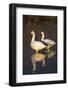 Geese Standing in Pool, Bosque Del Apache National Wildlife Refuge, New Mexico, USA-Hugh Rose-Framed Photographic Print