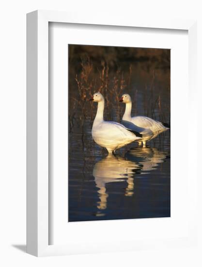 Geese Standing in Pool, Bosque Del Apache National Wildlife Refuge, New Mexico, USA-Hugh Rose-Framed Photographic Print