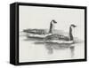 Geese Study I-Ethan Harper-Framed Stretched Canvas